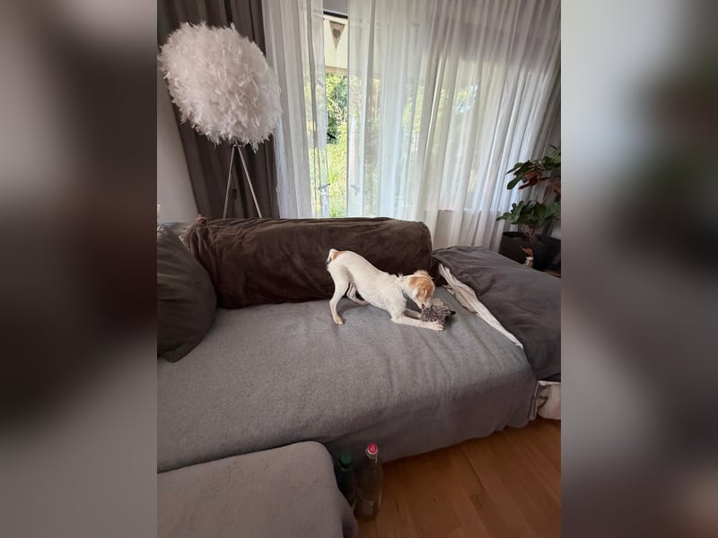 Wanda, kleine zauberhafte Hündin sucht ihre Menschen