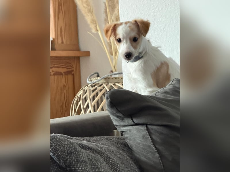 Wanda, kleine zauberhafte Hündin sucht ihre Menschen
