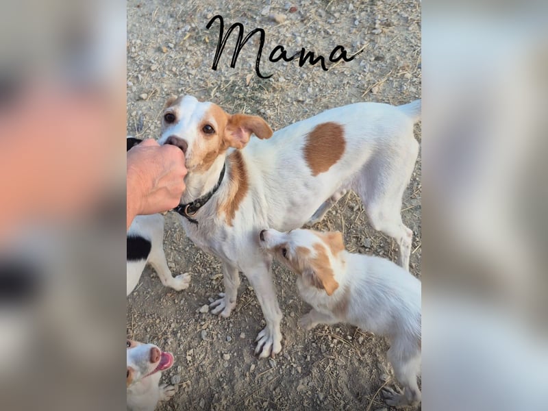 Wanda, kleine zauberhafte Hündin sucht ihre Menschen