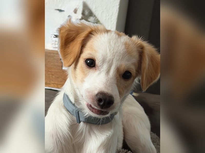 Wanda, kleine zauberhafte Hündin sucht ihre Menschen