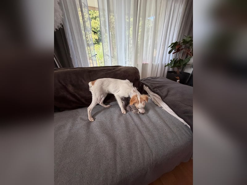Wanda, kleine zauberhafte Hündin sucht ihre Menschen