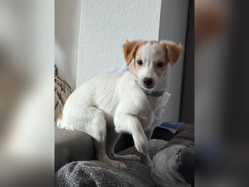 Wanda, kleine zauberhafte Hündin sucht ihre Menschen