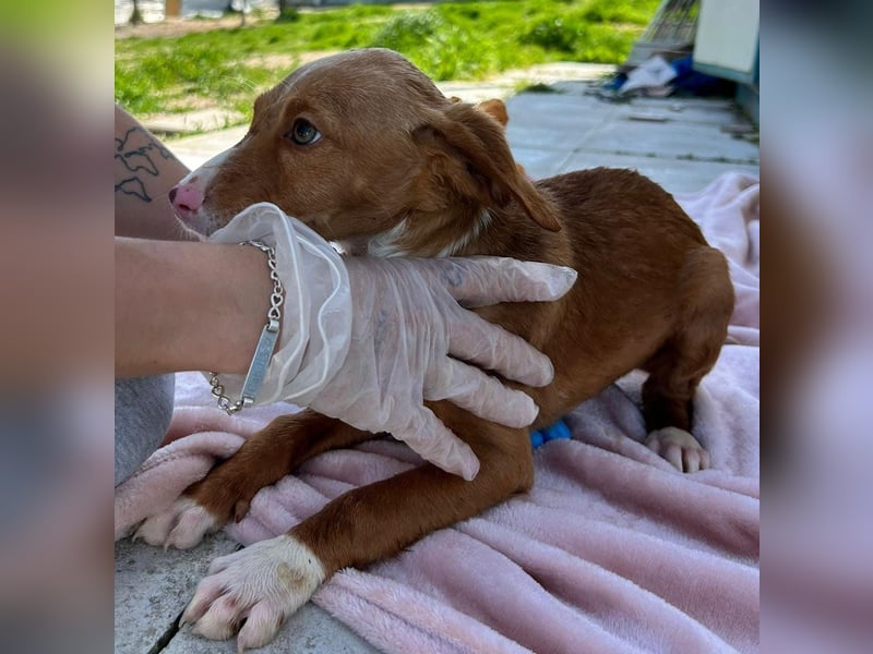 Bizcocho bringt Welpenglück nach Hause