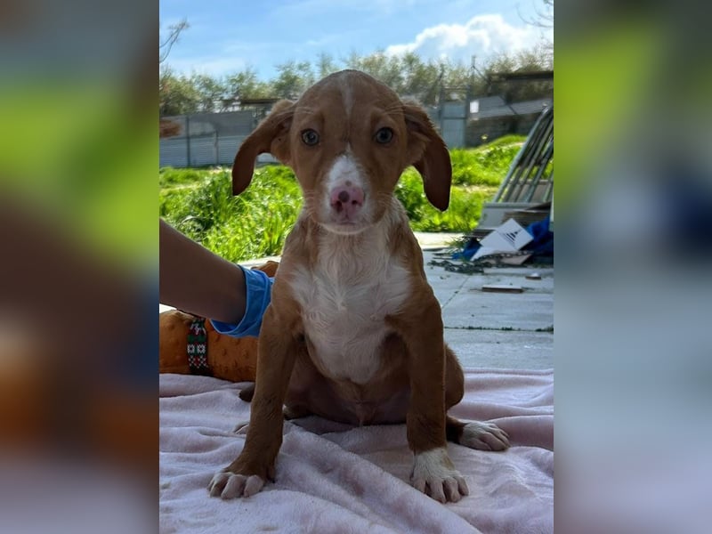 Bizcocho bringt Welpenglück nach Hause