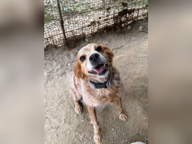 DIANA - bald auf Pflegestelle in NRW