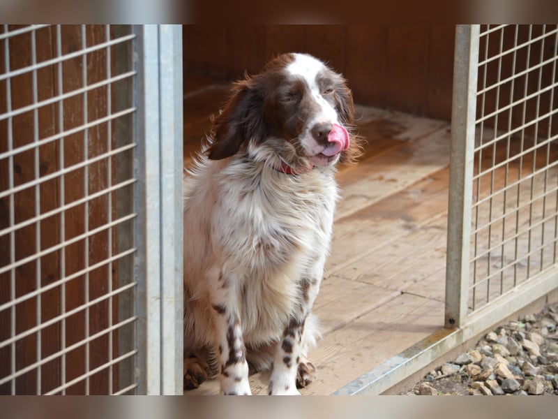 CARLOTTA - verschmuste Schönheit