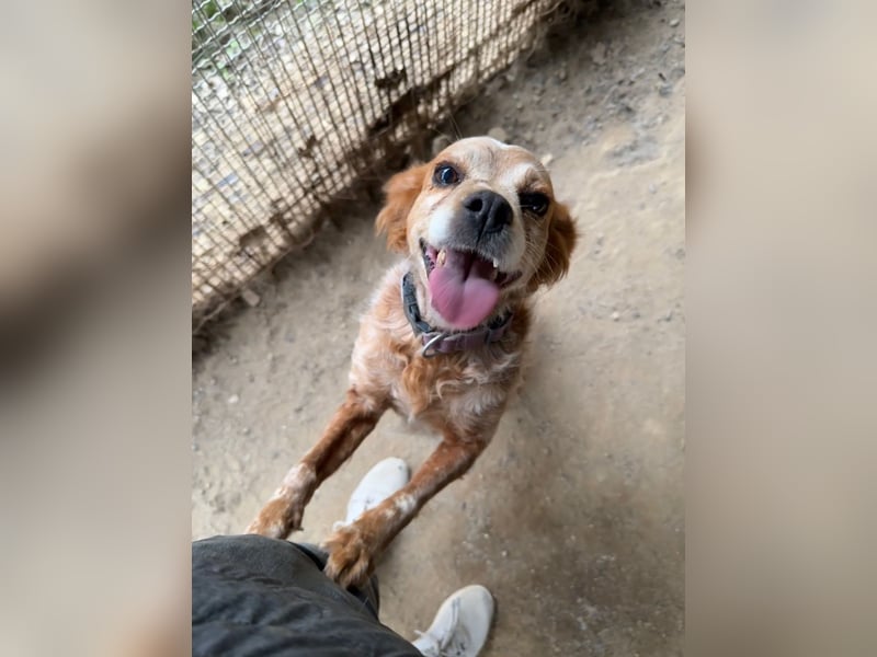 DIANA - bald auf Pflegestelle in NRW