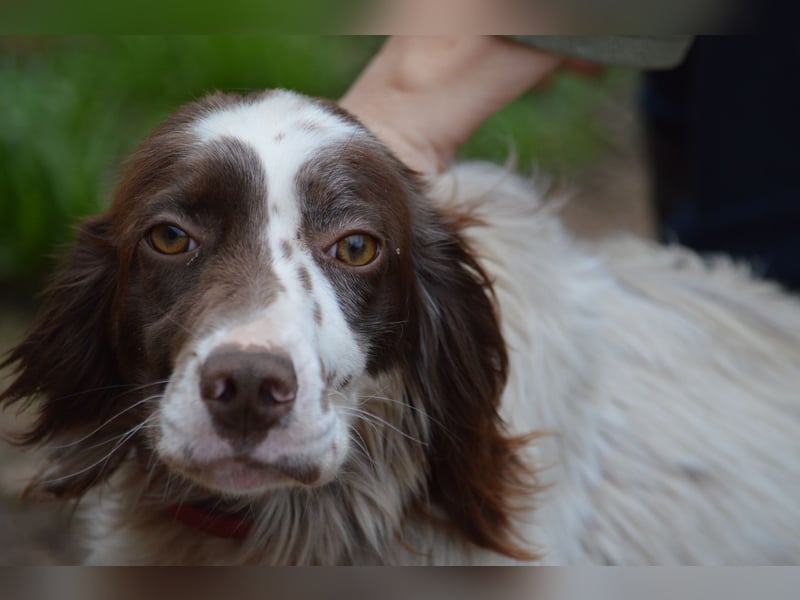 CARLOTTA - verschmuste Schönheit