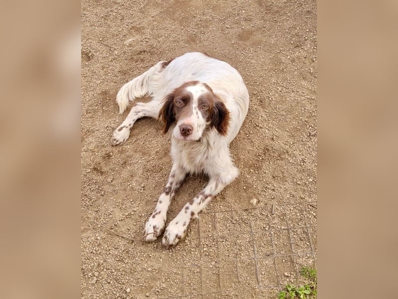 CARLOTTA - verschmuste Schönheit