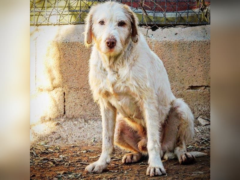 Zeus- lieber, sozialer Bub wartet nach ganz schwerer Zeit endlich auf sein liebes Für-immer-Zuhause