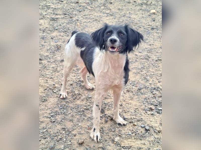 Herzallerliebste DANA-verlor ihr Zuhause weil sie lieber spielte als jagte :-)