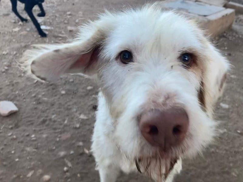 Zeus- lieber, sozialer Bub wartet nach ganz schwerer Zeit endlich auf sein liebes Für-immer-Zuhause