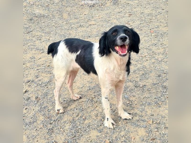 Herzallerliebste DANA-verlor ihr Zuhause weil sie lieber spielte als jagte :-)