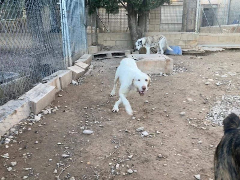 Zeus- lieber, sozialer Bub wartet nach ganz schwerer Zeit endlich auf sein liebes Für-immer-Zuhause