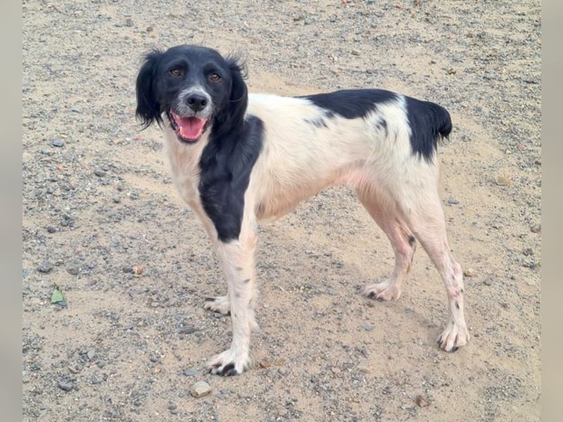 Herzallerliebste DANA-verlor ihr Zuhause weil sie lieber spielte als jagte :-)