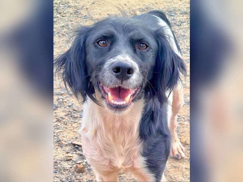 Herzallerliebste DANA-verlor ihr Zuhause weil sie lieber spielte als jagte :-)