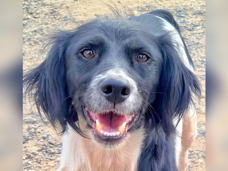 Herzallerliebste DANA-verlor ihr Zuhause weil sie lieber spielte als jagte :-)