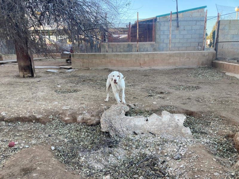 Zeus- lieber, sozialer Bub wartet nach ganz schwerer Zeit endlich auf sein liebes Für-immer-Zuhause