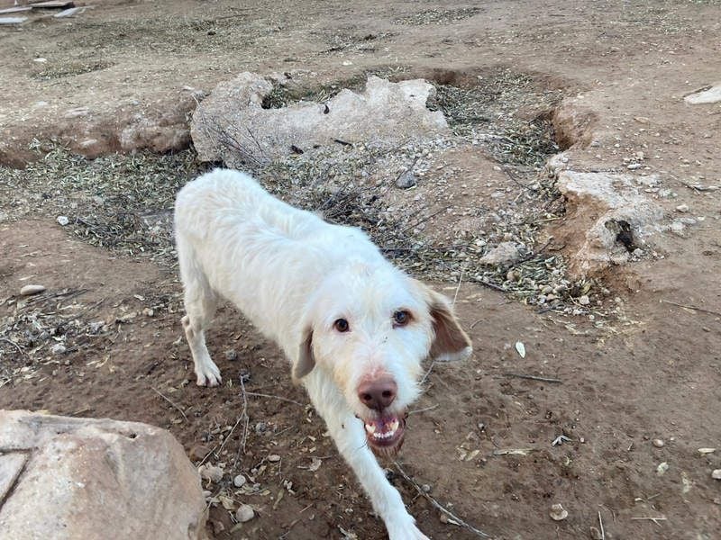 Zeus- lieber, sozialer Bub wartet nach ganz schwerer Zeit endlich auf sein liebes Für-immer-Zuhause