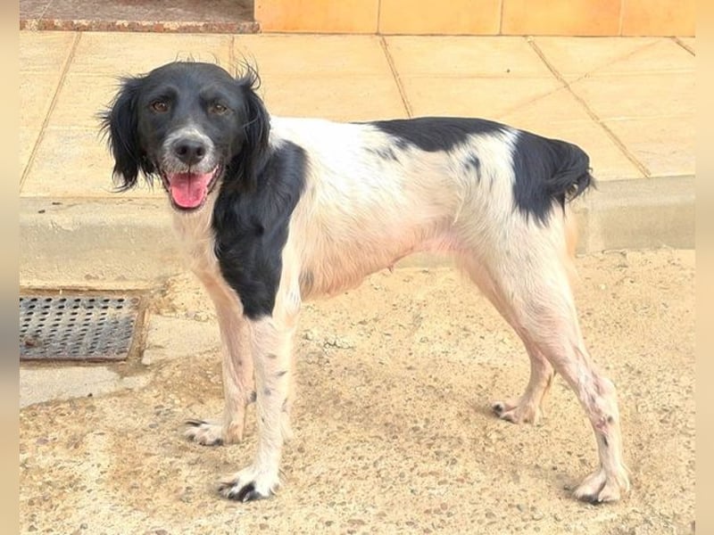 Herzallerliebste DANA-verlor ihr Zuhause weil sie lieber spielte als jagte :-)