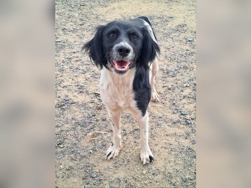 Herzallerliebste DANA-verlor ihr Zuhause weil sie lieber spielte als jagte :-)