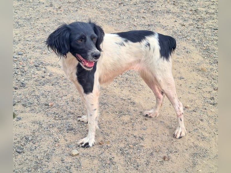 Herzallerliebste DANA-verlor ihr Zuhause weil sie lieber spielte als jagte :-)