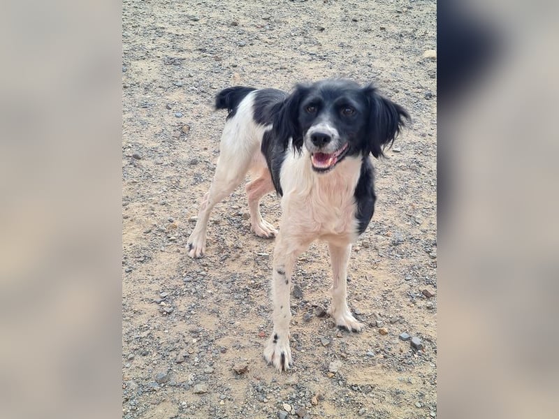 Herzallerliebste DANA-verlor ihr Zuhause weil sie lieber spielte als jagte :-)