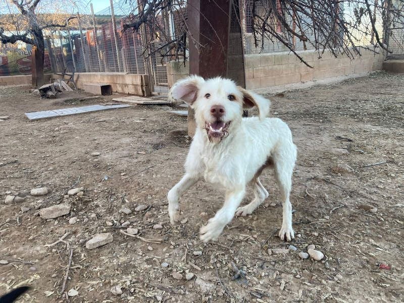 Zeus- lieber, sozialer Bub wartet nach ganz schwerer Zeit endlich auf sein liebes Für-immer-Zuhause