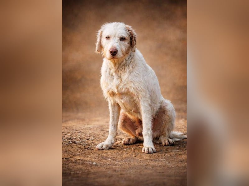 Zeus- lieber, sozialer Bub wartet nach ganz schwerer Zeit endlich auf sein liebes Für-immer-Zuhause