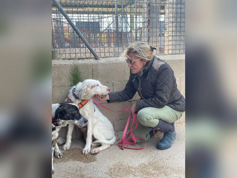 Zeus- lieber, sozialer Bub wartet nach ganz schwerer Zeit endlich auf sein liebes Für-immer-Zuhause