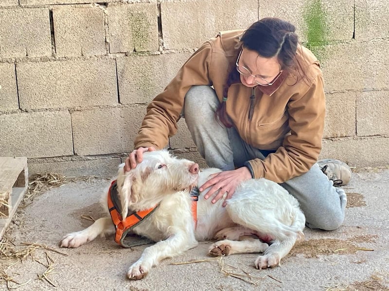 Zeus- lieber, sozialer Bub wartet nach ganz schwerer Zeit endlich auf sein liebes Für-immer-Zuhause
