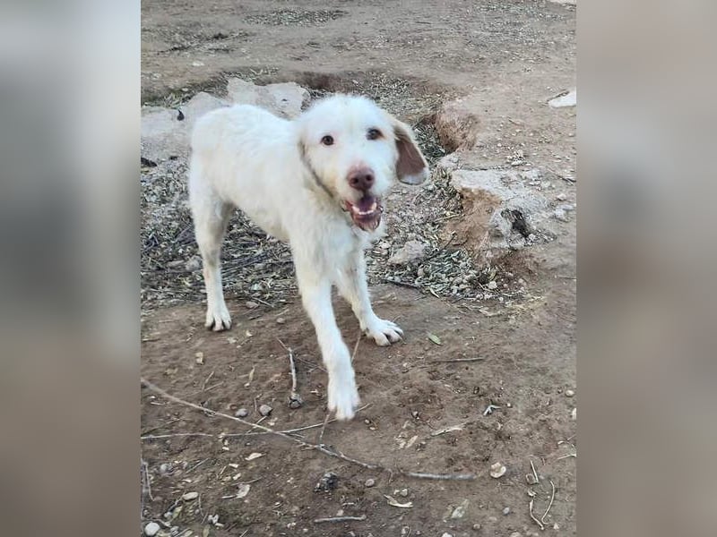 Zeus- lieber, sozialer Bub wartet nach ganz schwerer Zeit endlich auf sein liebes Für-immer-Zuhause