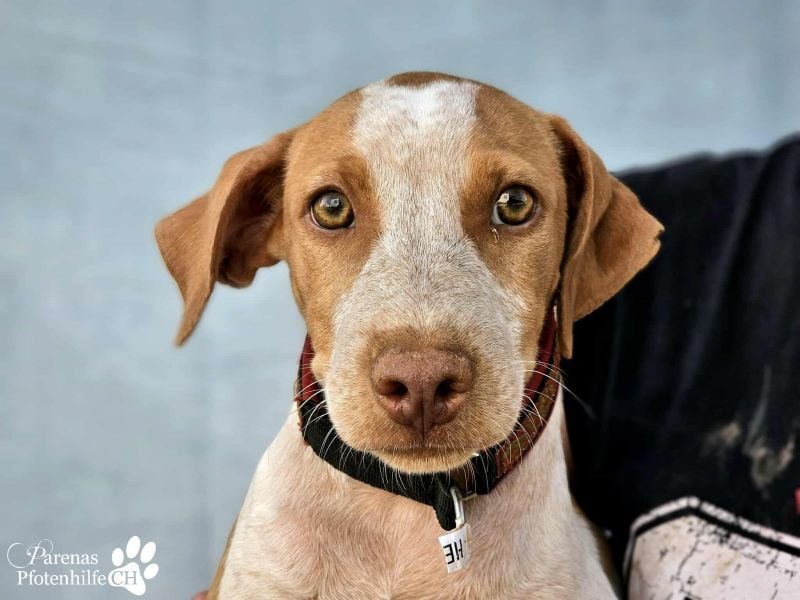 Helias ist ein intelligenter, freundlicher Breton Mischling