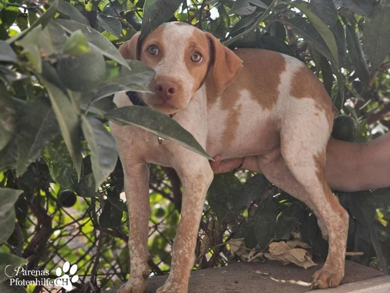 Helias ist ein intelligenter, freundlicher Breton Mischling