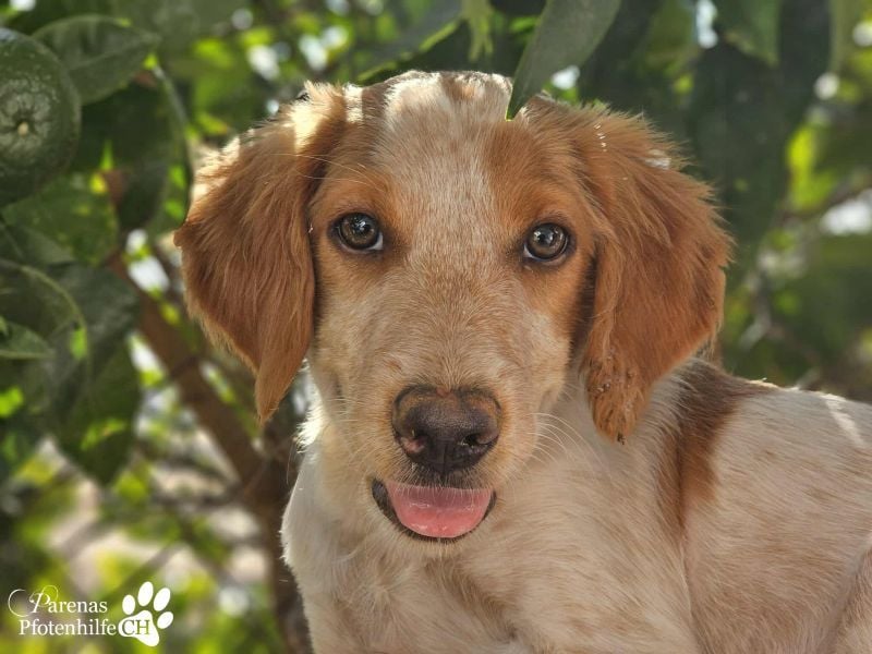 Helix ist ein fröhlicher, verspielter Breton Mix