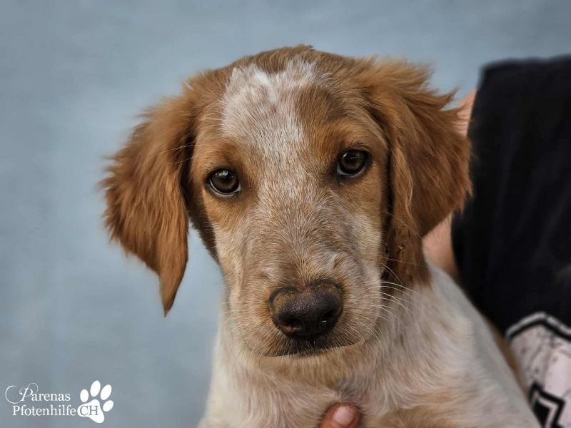 Helix ist ein fröhlicher, verspielter Breton Mix