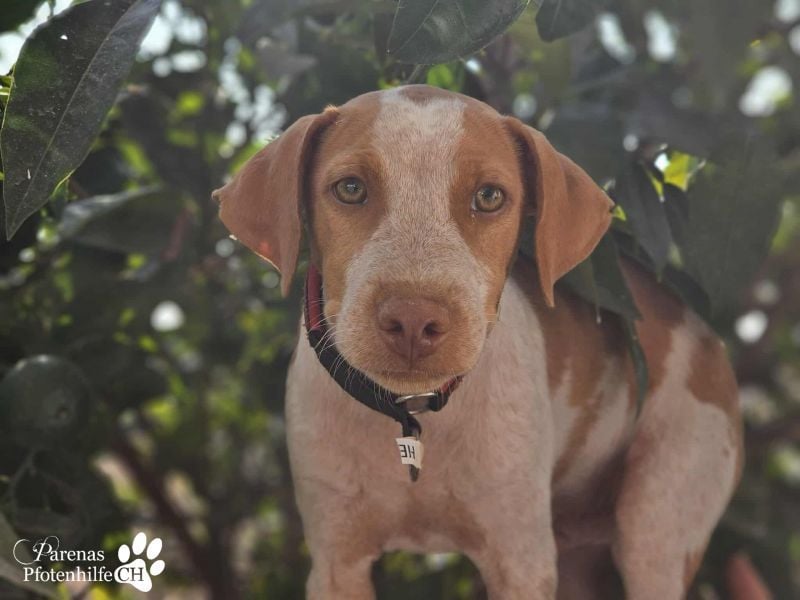 Helias ist ein intelligenter, freundlicher Breton Mischling