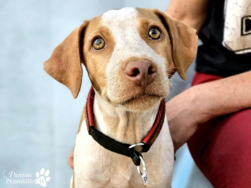 Helias ist ein intelligenter, freundlicher Breton Mischling