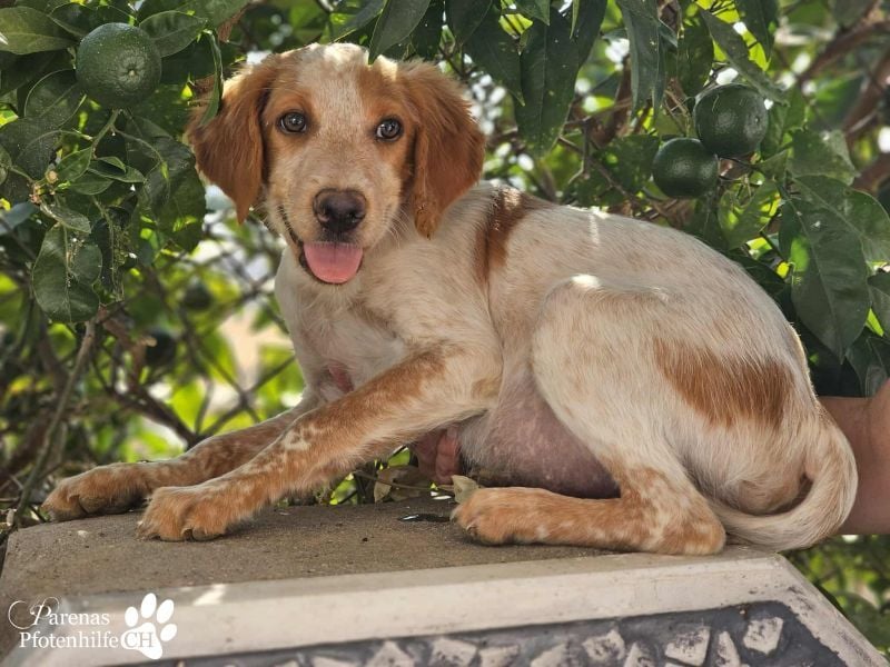 Helix ist ein fröhlicher, verspielter Breton Mix