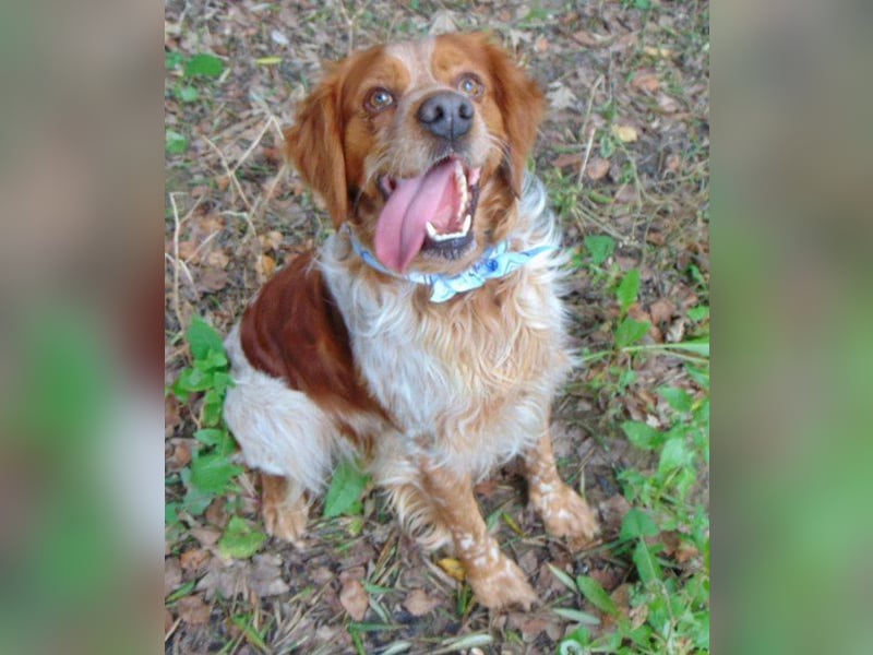 Red ist sehr freundlich und kann schon die ersten Kommandos