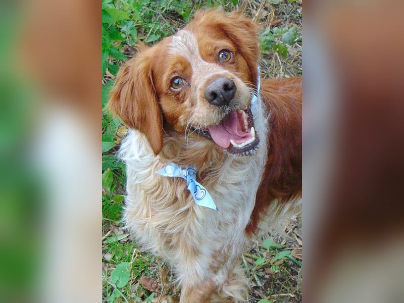 Red ist sehr freundlich und kann schon die ersten Kommandos