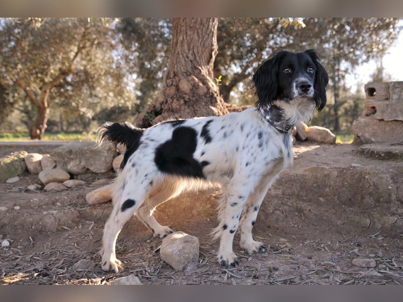 Darf Laika deine loyale Begleiterin werden?