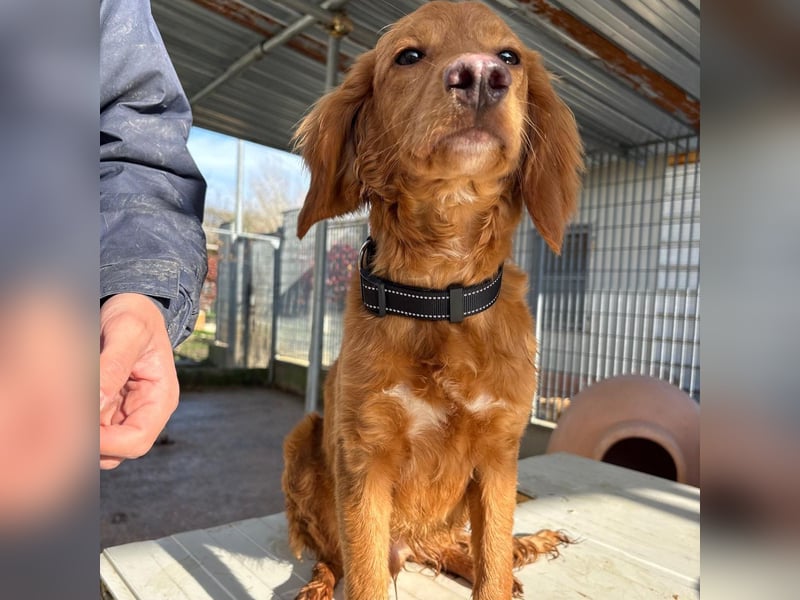 Arnold - ein kleiner, sanfter Bub, schuldlos in den Zwinger abgeschoben - sucht liebevolles Zuhause