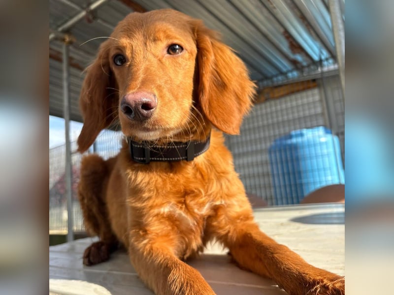 Arnold - ein kleiner, sanfter Bub, schuldlos in den Zwinger abgeschoben - sucht liebevolles Zuhause