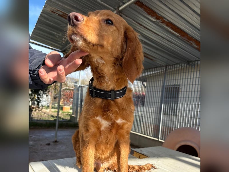 Arnold - ein kleiner, sanfter Bub, schuldlos in den Zwinger abgeschoben - sucht liebevolles Zuhause