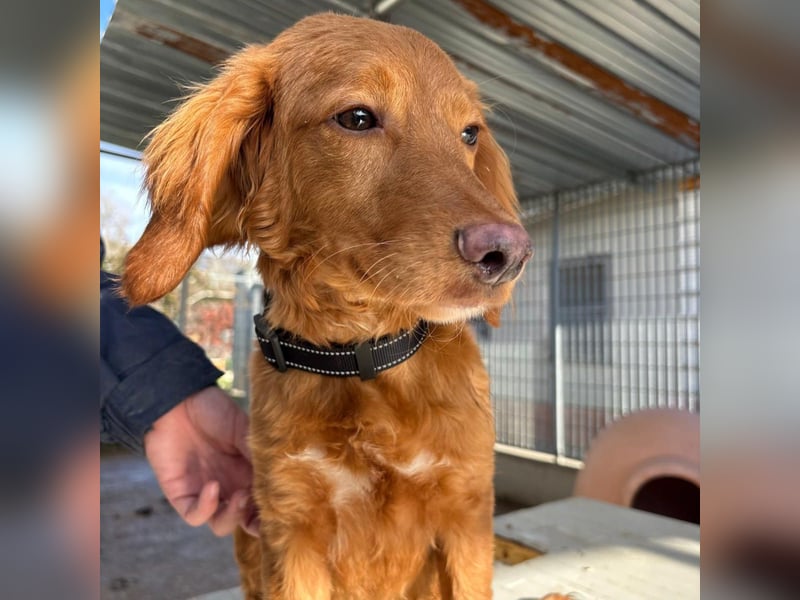 Arnold - ein kleiner, sanfter Bub, schuldlos in den Zwinger abgeschoben - sucht liebevolles Zuhause