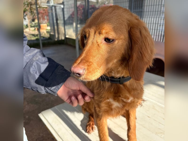Arnold - ein kleiner, sanfter Bub, schuldlos in den Zwinger abgeschoben - sucht liebevolles Zuhause