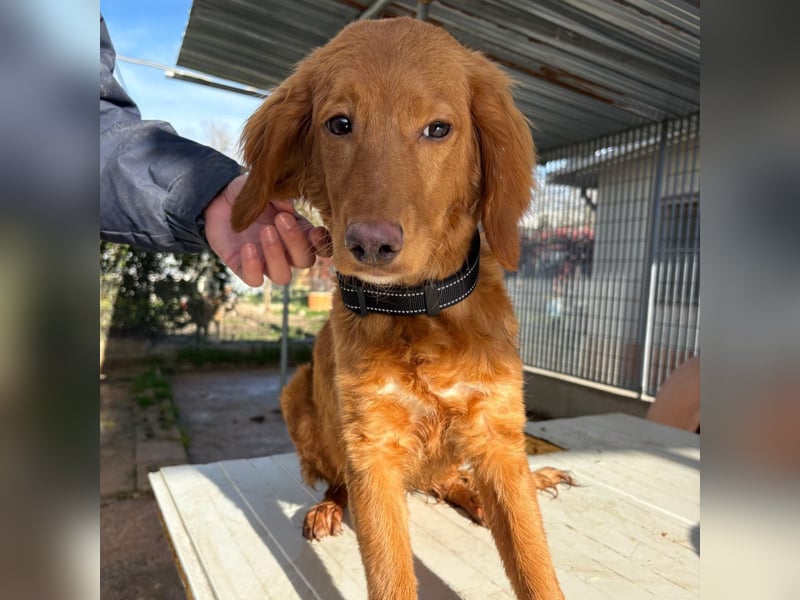 Arnold - ein kleiner, sanfter Bub, schuldlos in den Zwinger abgeschoben - sucht liebevolles Zuhause