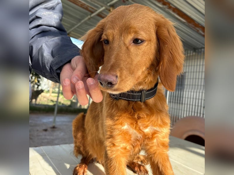 Arnold - ein kleiner, sanfter Bub, schuldlos in den Zwinger abgeschoben - sucht liebevolles Zuhause
