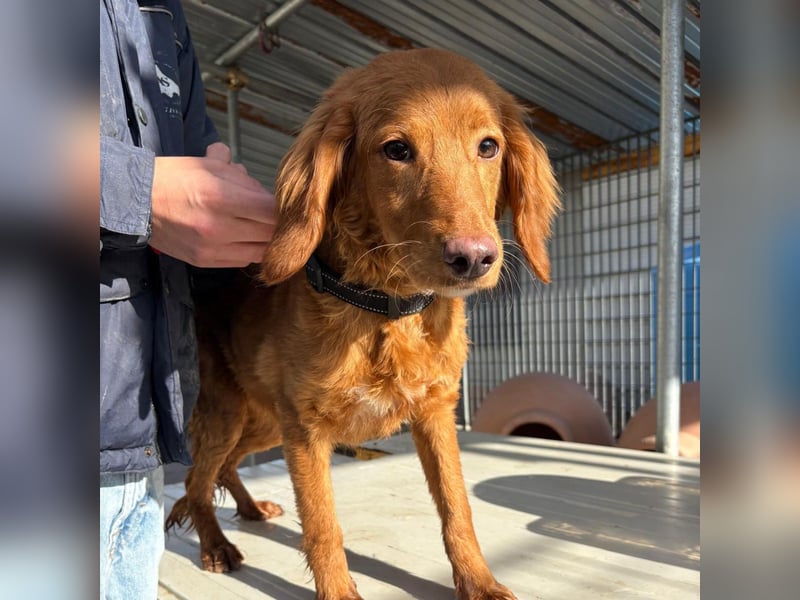 Arnold - ein kleiner, sanfter Bub, schuldlos in den Zwinger abgeschoben - sucht liebevolles Zuhause
